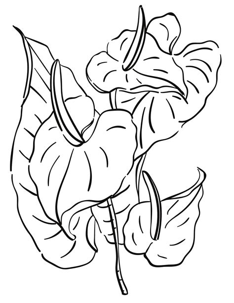 printable flower coloring pages vol   pages downloadable etsy