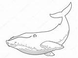 Whale Humpback Ballena Jorobada Depositphotos Vectorified sketch template