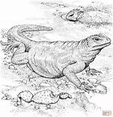 Komodo Dragon Coloring Pages Lizard Printable Color Fat Animals Bubakids Main Dot Drawing Skip sketch template