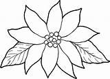 Poinsettia Coloring Flower Christmas Drawing Line Pages Outline Clipart Blooming Color Poinsettias Print Drawings Kids Gorgeous Colorluna Flowers Clip Simple sketch template