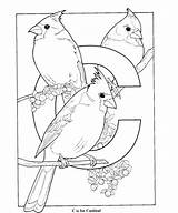 Coloring Cardinal Pages Printable Alphabet Getcolorings Northern Print sketch template