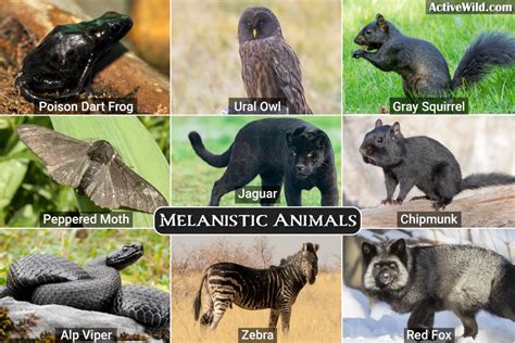 melanistic animals pictures facts   melanism  animals