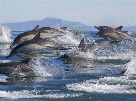 delfine und ihre namen gestatten frau klick und herr pfiff