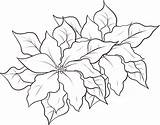 Poinsettia Gwiazda Betlejemska Nochebuena Dibujo Kolorowanki Craciunita Poinsetta Colorat Dzieci Foglie Imagini Stampare Poinsettias Adulti Navidenas 1001 sketch template