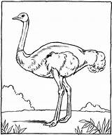 Ostrich Coloring Autruche sketch template