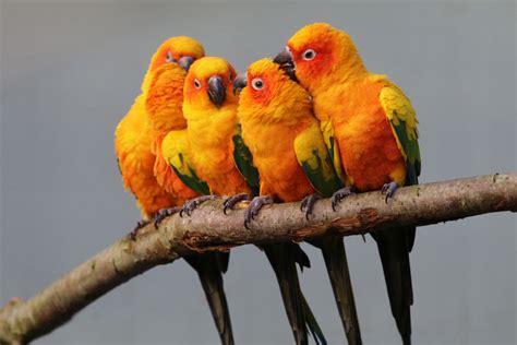 parrot pet species pet comments