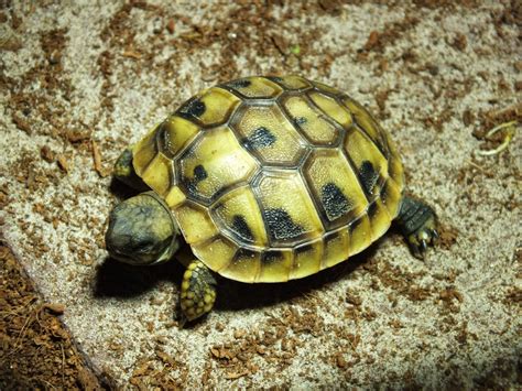 reptielenforum toon onderwerp fotos griekse landschildpadden