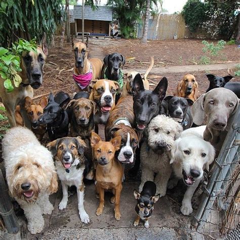 glorious group  show  happiest pack  dogs  town animal pinterest group