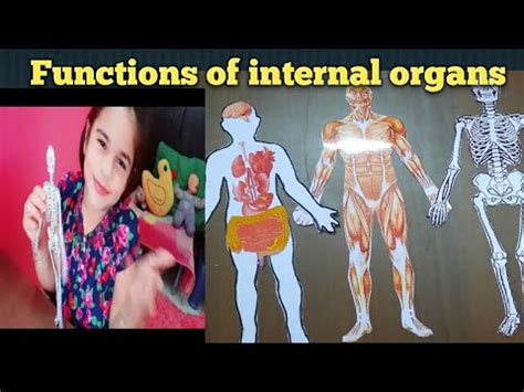 internal external parts   body   body works functions