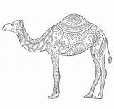 Camello Mandalas Adorno Zentangle Mandala Laying sketch template