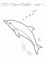 Dolphin Colorare Delfino Oceano Delfin Disegni Marin Colorkid Polpo Kolorowanka Kolorowanki Mondo Malvorlagen Unterwasserwelt Underwater Sous Submarino Leone Marino Subacqueo sketch template