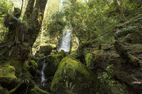 olympic national forest forest  washington thousand wonders