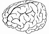 Brain Cerebro Dibujos Gehirn Hersenen Cerveau Malvorlage Colorare Humano Kleurplaat Digestive Ausmalbild Getdrawings Grote Téléchargez Educima Immagine Edupics sketch template