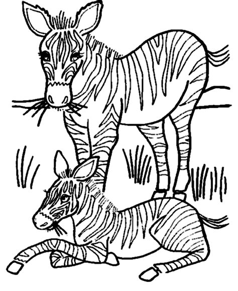 drawing zebra  animals printable coloring pages