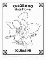 Flower Colorado Columbine Coloring State Pages Education Kids sketch template