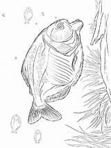 Coloring Pages Piranha Recommended Piranhas sketch template