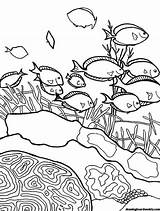 Coral Reef Coloring Board Choose Drawing sketch template