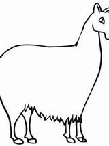 Alpaca Topkleurplaat Kleurplaten sketch template