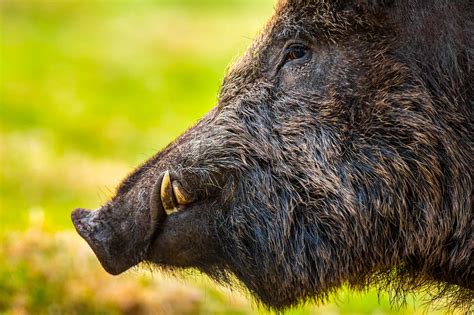 wild boar animal facts sus scrofa   animals