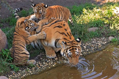 tiger family stock photo