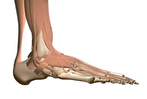 Peroneal Tendonitis Causes Treatment And Recovery