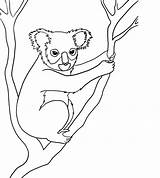 Animals Australian Drawing Rainforest Koala Drawings Endangered Draw Species Coloring Animal Kids Pages Nocturnal Line Step Easy Templates Jungle Bear sketch template