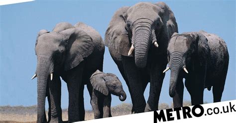 Mysterious Zombie Gene Makes Elephants Virtually Immune From Cancer