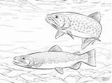 Trout Truite Bachforelle Salmo Saltwater Trouts Ausmalbild Trutta Stampare Paintingvalley Coloringbay Trote Dentistmitcham Categorie sketch template