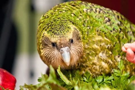 kakapo flightless parrot