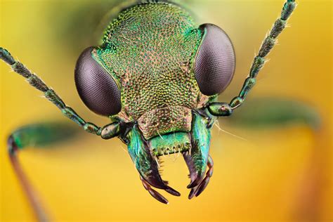 insect hd wallpapers background images