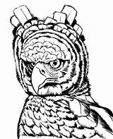 Eagle Harpy Rainforests Heroic Coloringsun sketch template