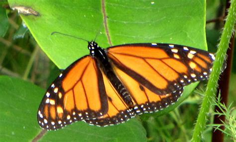 butterflies   fwg monarchs ofnc