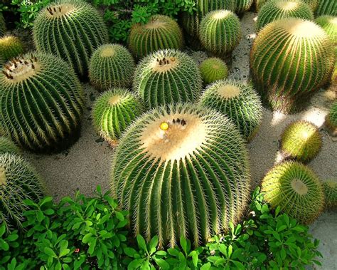 tips penjagaan pokok kaktus macam macam kaktus