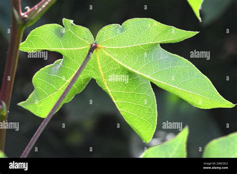 cotton plant leaf   field stock photo alamy