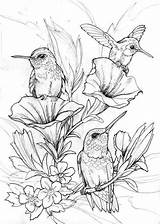 Coloring Hummingbird Pages Bird Drawings sketch template