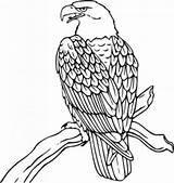 Aguilas Calva Aguila Drawing Printable sketch template