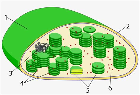 pay   chloroplast diagram unlabeled  transparent png  pngkey