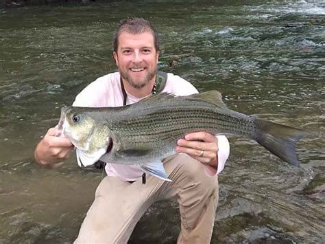 Catching Hybrid Striped Bass On The Fly Everybodyadventures