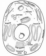 Lapbook Cellula Biology Unlabeled Blank Getdrawings Organelles Animale Typical Wehavekids sketch template