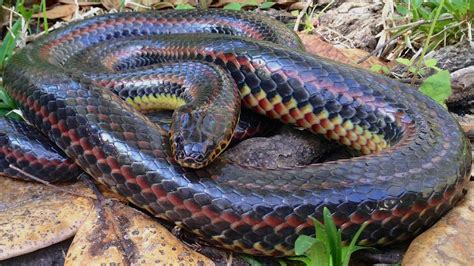 rare rainbow snake  spotted   florida forest    time