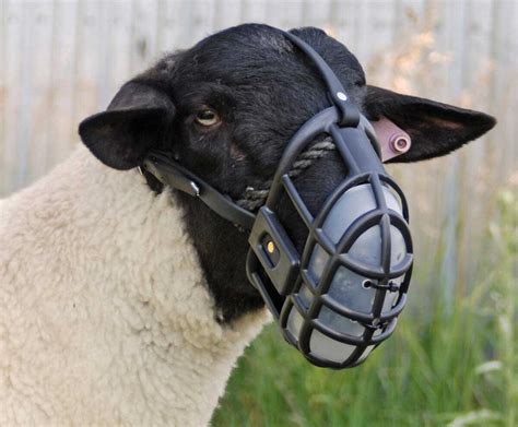plastic sheep muzzle weaver livestock halters leads farm