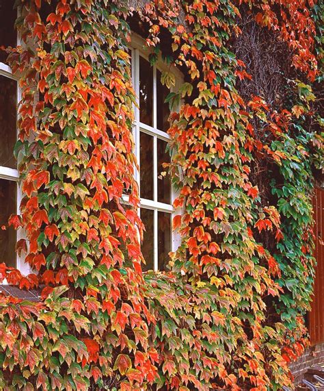 virginia creeper climbing plants for a wood fence mine grows on the brick house green til