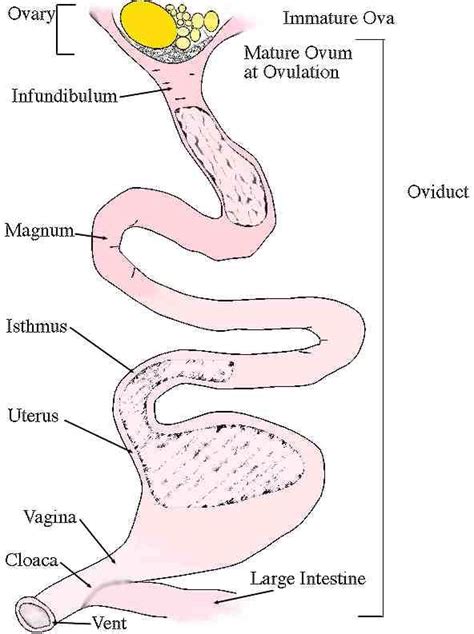 Graphic Depicting The Female Avian Reproductive Tract Homeschooling