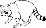Raccoon Szop Guaxinins Kolorowanka Pracz Dziki Kot Druku Everfreecoloring Wydrukuj Malowankę sketch template