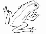 Amphibian Drawing Pages Amphibians Coloring Clipart Reptile Frog Cliparts Colouring Clip Sketch Getdrawings Template Library sketch template