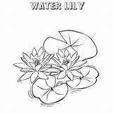 Lily Coloring Pad Frog Water Drawing Pages Pads Color Sit Draw Getdrawings Getcolorings Print Luna Printable sketch template