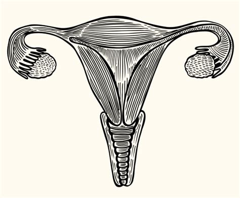 royalty free ovary clip art vector images and illustrations istock