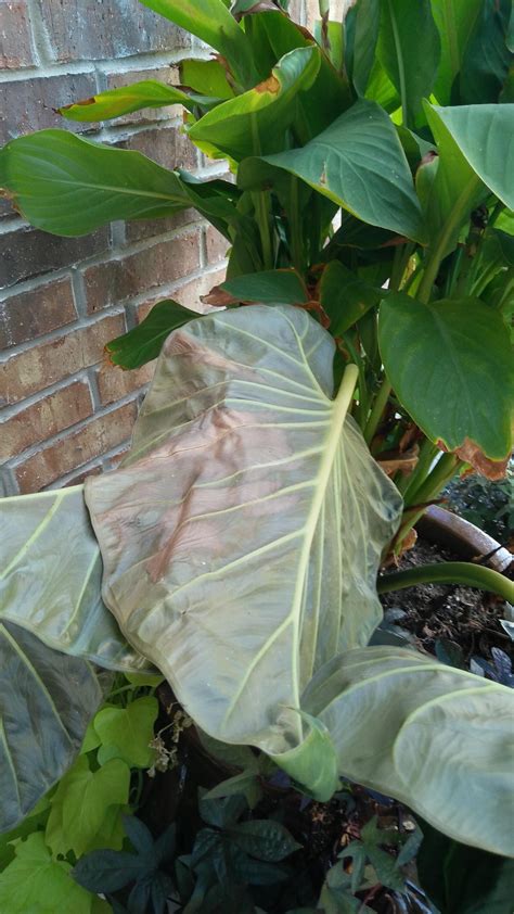problem   elephant ear plant  leaves