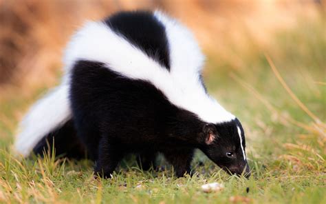 striking skunk facts