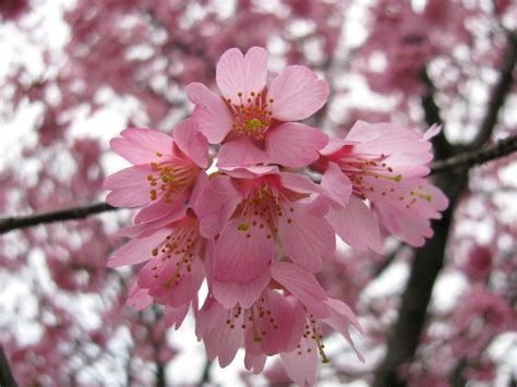 pink cherry blossom flowers photo  fanpop